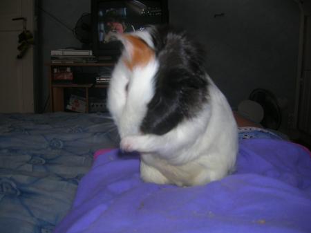 LOLA